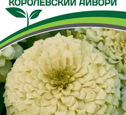 Цинния георгиновидная "Фэнтези" F1 Королевский Айвори