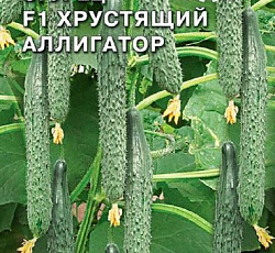 Огурец Хрустящий аллигатор F1