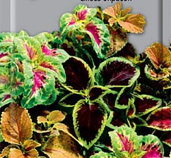 Колеус Блюме (смесь окрасок)