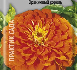 Цинния георгиноцветковая Оранжевый король