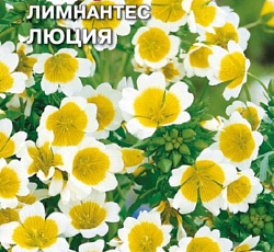 Лимнантес Люция