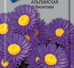 Астра Альпийская Фиолетовая