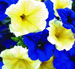 Петуния грандифлора Вода и солнце смесь F1