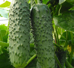 Огурец Амур F1