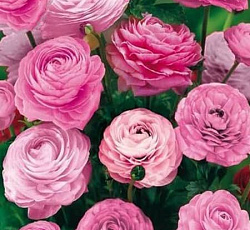 Лютик (азиатский) - Пинк