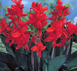 Канна (карликовая) - Черри Ред