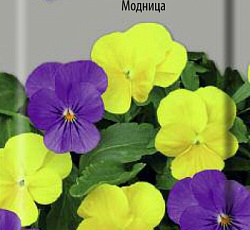 Фиалка рогатая Модница