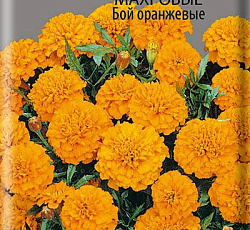 Бархатцы отклоненные махровые Бой оранжевые