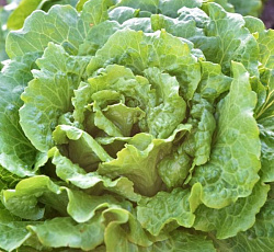 Салат Ромэн сладкий хруст