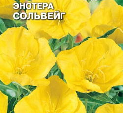 Энотера Сольвейг