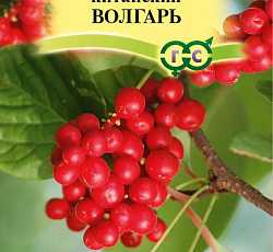 Лимонник китайский Волгарь