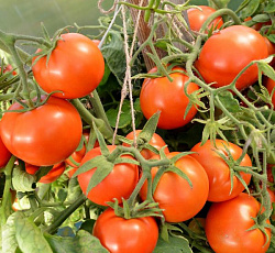 Томат Безрассадный