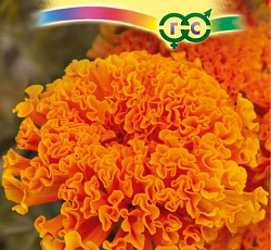 Бархатцы прямостоячие Мандариновый рожок