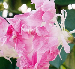 Ипомея Шантеклер