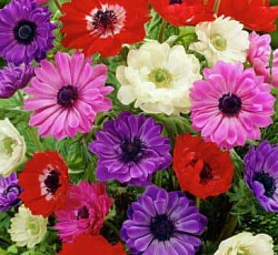 Анемона (смесь окрасок) - Ст. Бриджит