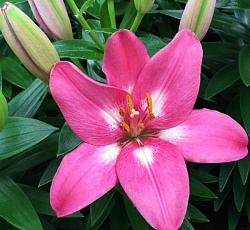 Лилия (азиатская) - Розалин
