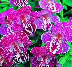 Мимулюс Зимний закат F1