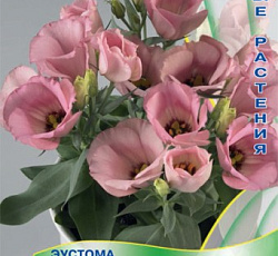 Эустома крупноцветковая Сюита Розовая