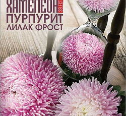 Астра китайская Хамелеон селект Пурпурит Лилак Фрост