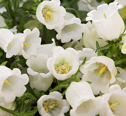 Колокольчик средний Снежана