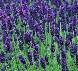 Лаванда узколистная Южанка
