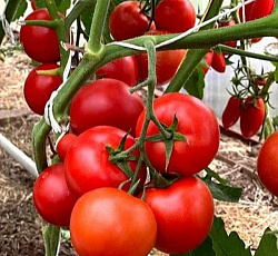 Томат Зета F1