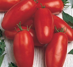 Томат непасынкующийся Засолочный