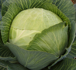 Капуста белокочанная Лосиноостровская 8 F1