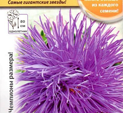 Астра Сапфир Русский размер