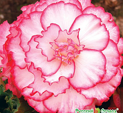 Бегония клубневая Бело-розовый ангел F1 Русский размер