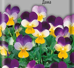 Фиалка Рогатая Дама