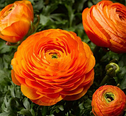 Лютик (Ранункулюс) Цветущая долина оранжевая F1