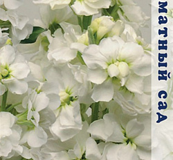 Маттиола Ароматный букет Белый