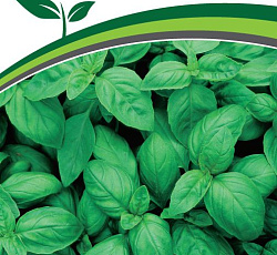 Базилик Мариан