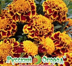 Бархатцы Отклоненные Колоссус Русский размер