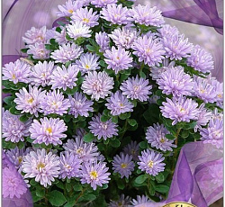 Астра китайская Трубадур Лаванда