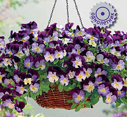 Виола ампельная Кул Вэйв Виолет Винг