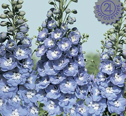 Дельфиниум высокий Мэджик Фонтэйнс Скай Блю Вайт Би