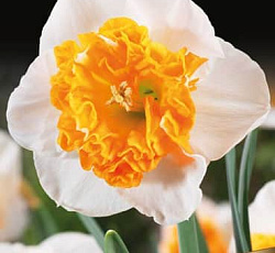 Нарцисс (крупнокорончатый) - Амадей Моцарт (Люкс)