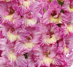 Гладиолус (гофрированный) - Хэппи Диско