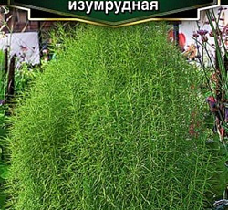 Кохия Живая изгородь Изумрудная