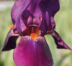 Ирис (бородатый) - Амстердам