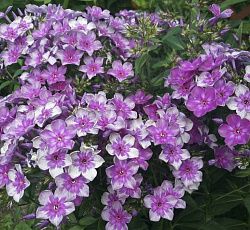 Флокс (Российская селекция) - Звездочет