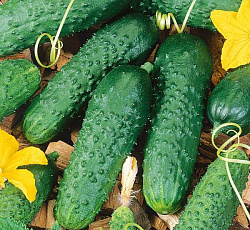 Огурец Герман F1