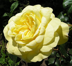 Роза (плетистая) - Казино