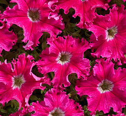 Петуния Бахромчатая Афродита розовая