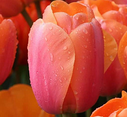 Тюльпан (Дарвинов гибрид) - Эприкот Импрешн