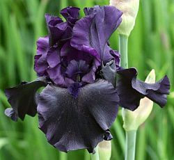 Ирис (карликовый) - Дарк Кристал