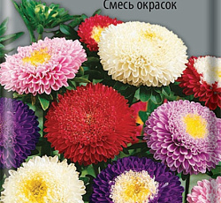 Астра помпонная Смесь окрасок
