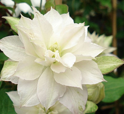 Клематис (крупноцветковый) - Дансинг Дорин (Люкс)